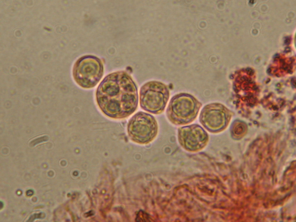 Novit� per .... me : QUIZZZZ